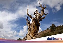 Pohon Tertua Di Dunia Dimana